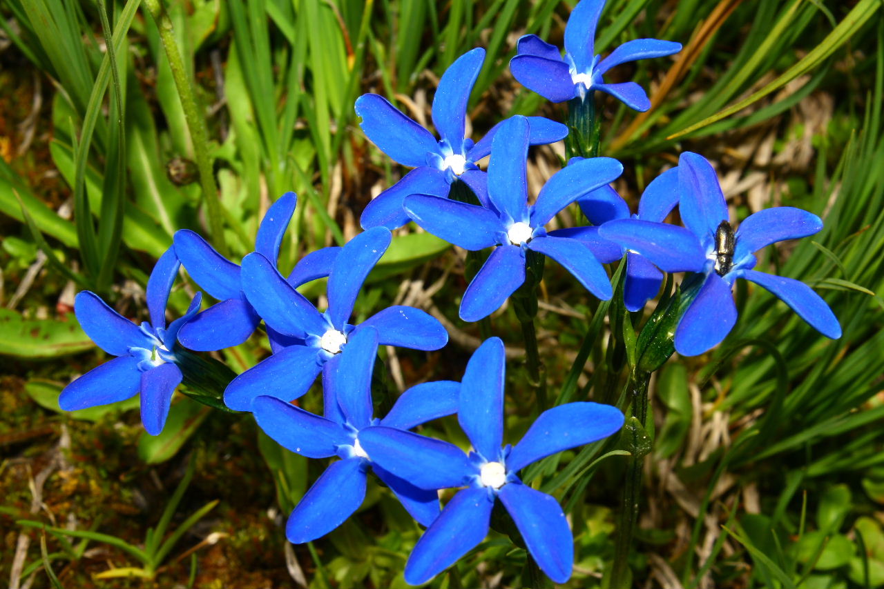 Gentiana rostanii / Genziana di Rostan